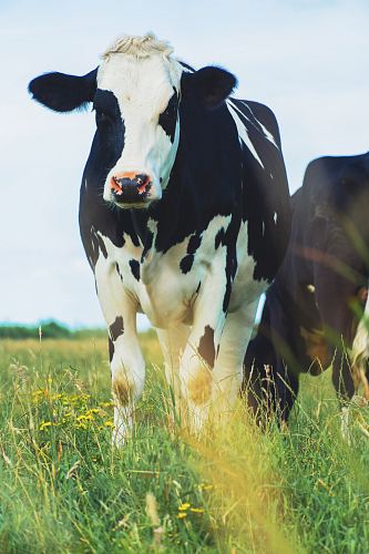 white and black cattle on green grass