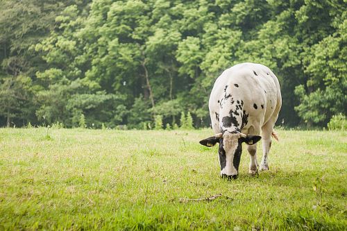 white and black cattle on green grass during daytime