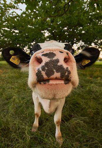 white and black cow
