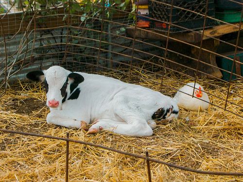 white and black cow