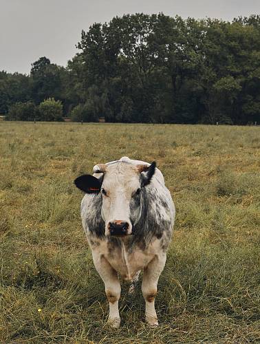white and black cow in a green grass field during daytime