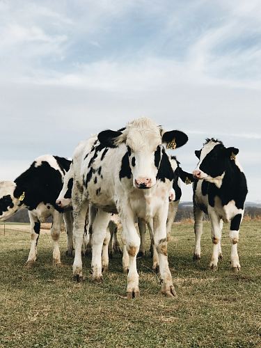 white and black cow on grass field