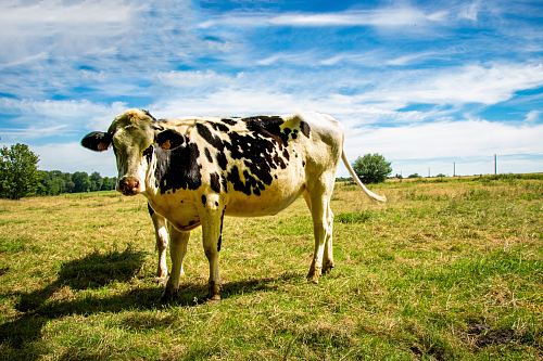 white and black cow standing on green grass field