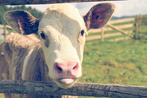 white and brown calf