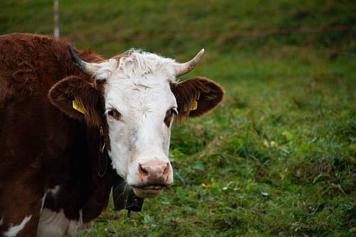 white and brown cow on grass field