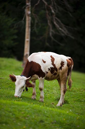 white and brown cow on grass field