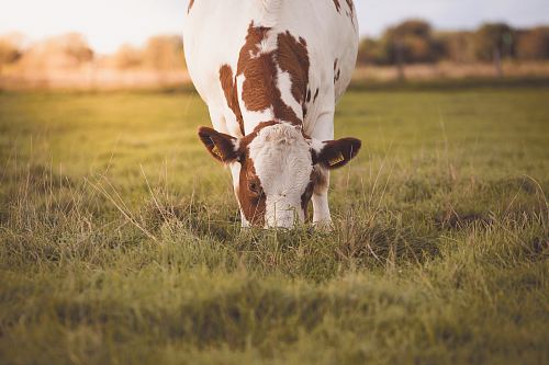 white and brown cow on green grass field