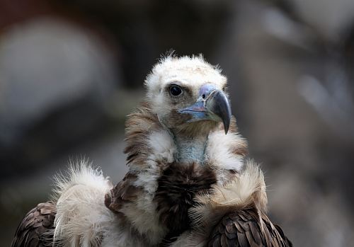 white and brown eagle