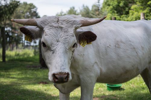 white bull on grass field