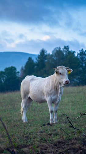white cattle standing on grass field