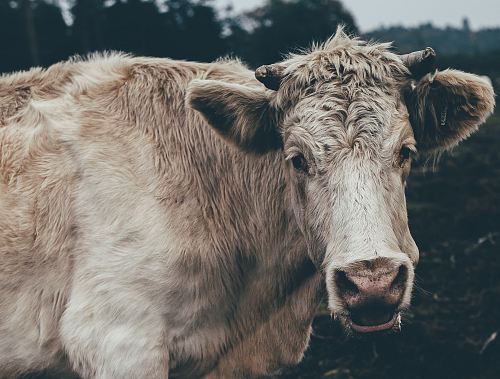 white cow during daytime