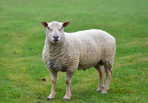 white sheep standing on green grass