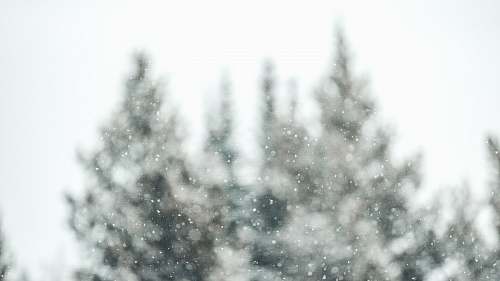 grey selective focus photo of trees snow