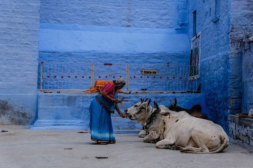 woman feeding cow