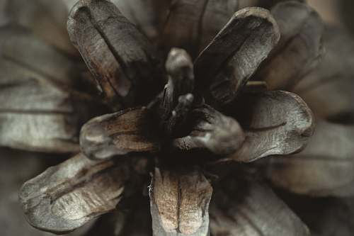 pine close-up photography of grey plant pinecone