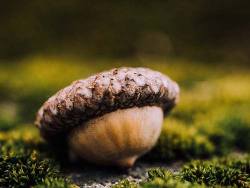 nut closeup photo of nut fall