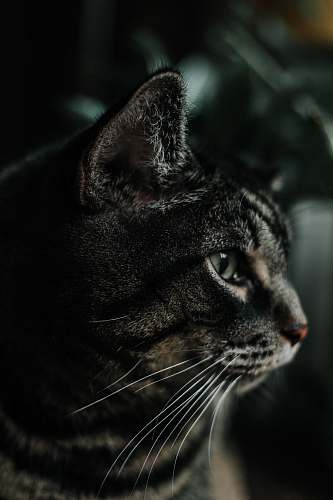 cat black and gray cat animal wallpapers