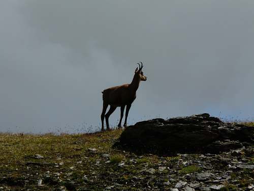 antelope brown elk on green field mammal