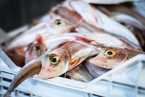 fish caught fishes on white crate herring