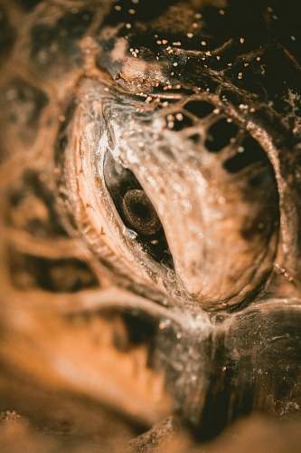 nature eye of sea turtle macro