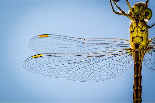 dragonfly macro photography of yellow and brown dragonfly insect