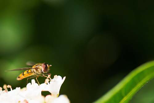 insect macro shot photo of bee bee