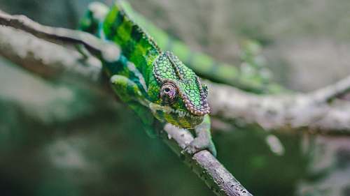 nature photo of chameleon on tree branch lizard