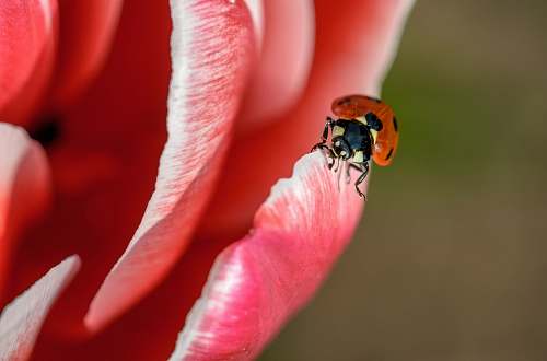 flower red and black ladybug on red petaled flower close-up photo insect
