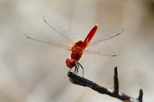 insect red dragonfly pollinating on tree branch dragonfly