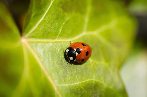 green red lady bug on leaf in macro photography apeldoorn
