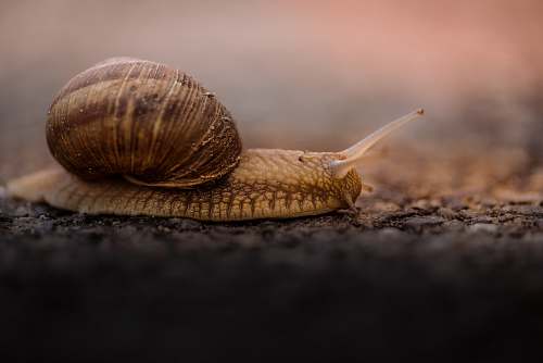 snail shallow focus photo of brown snail invertebrate