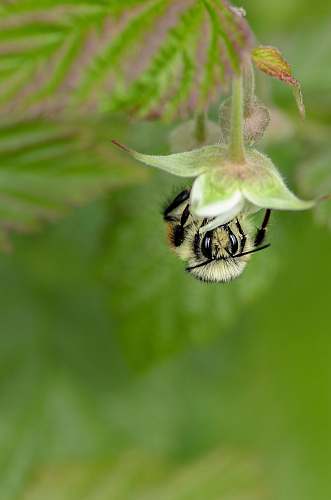 insect tilt shift lens photo of bee on flower bee