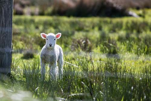 sheep white sheep near the brown board nature