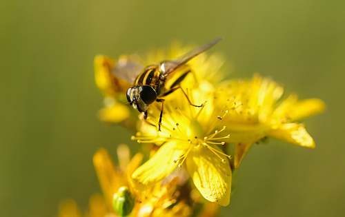 insect yellow and black fly bee