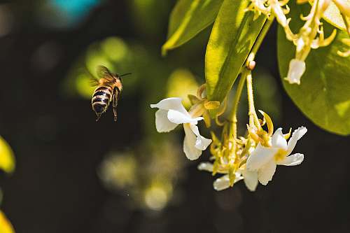 plant bumblebee flying beside white flowers flower