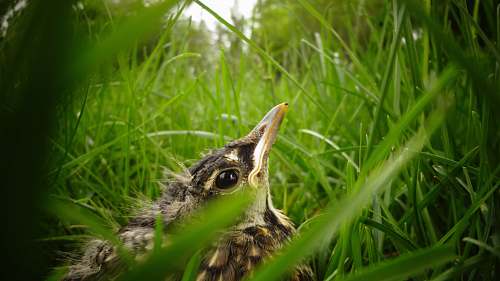 beak closeup photography of gray bird on green grass at daytime animal