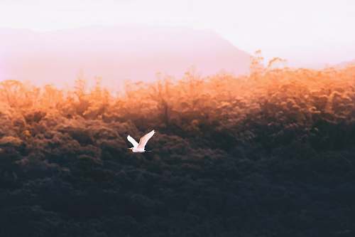 white flying white bird forest