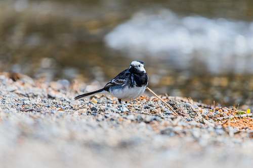 animal selective focus photography of black and white bird standing on stone covered surface wild bird