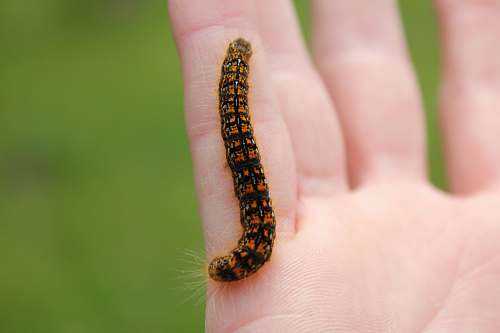 hand black and orange caterpillar on person's hand orange