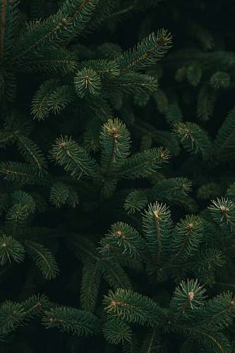 tree close up photo of green Christmas tree conifer