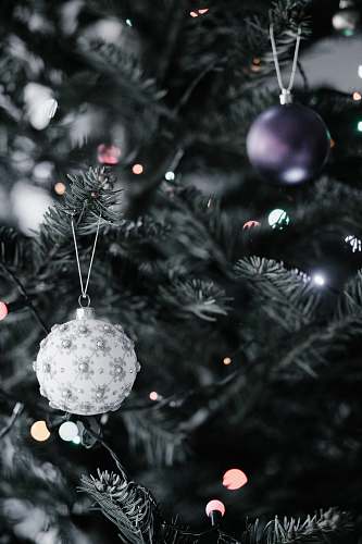 tree close-up photography of two purple and gray Christmas baubles conifer
