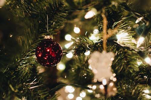 tree red bauble on green christmas tree ornament