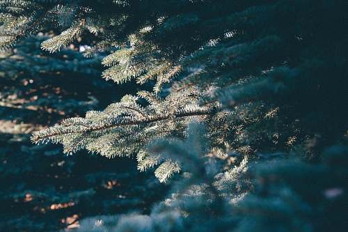 nature shallow focus photography of green plant winter