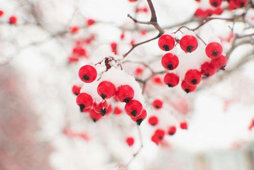 red shallow focus photography of red fruits frozen