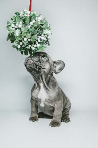 dog short-coated gray puppy smelling hanging flower animal