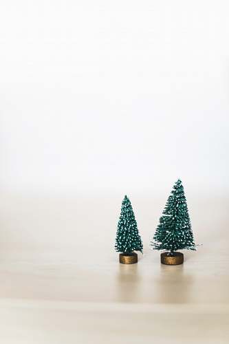 tree two green pine trees holiday