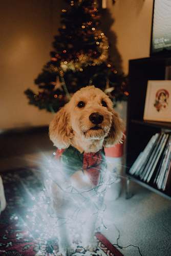 animal medium-coated beige dog wrapped with light string canine