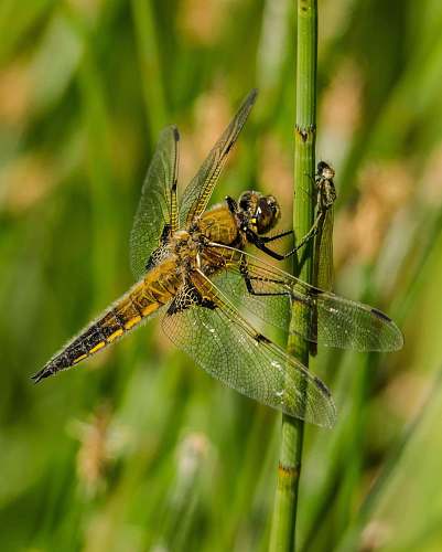 insect winged insect perched on plant stem invertebrate