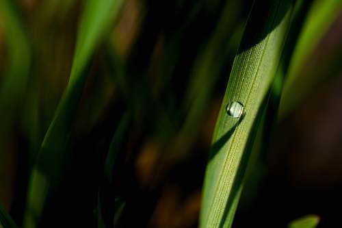 explore dew on leaf water