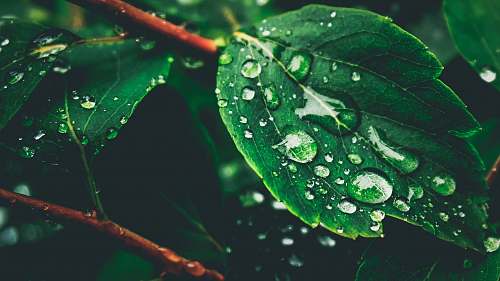 green green leaf with water drops leaf